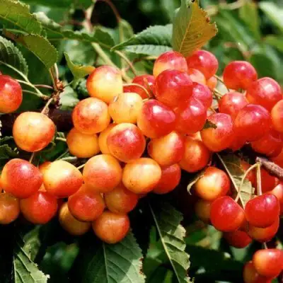 Черешня Бюттнера красная