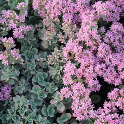 Очиток (седум) САНСПАРКЛЕР ЛАЙМ ЗИНГЕР в Гродно