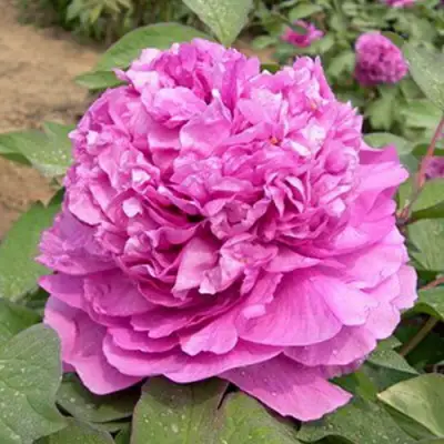 Пион ОРНАМЕНТ древовидный в Гродно