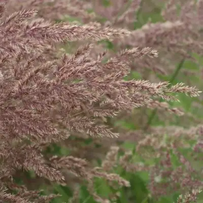Вейник КАРЛ ФОРСТЕР остроцветковый в Гродно