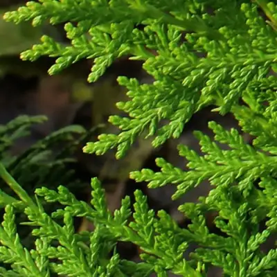 Туя восточная в Гродно