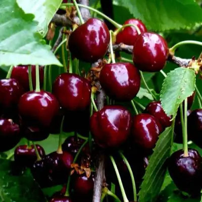 Черешня РЕВНА в Гродно