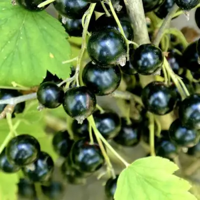 Смородина черная ВОЛОГДА в Гродно