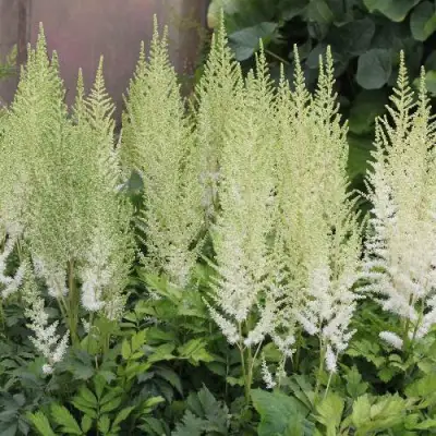 Астильба ДИАМАНТ Арендса в Гродно