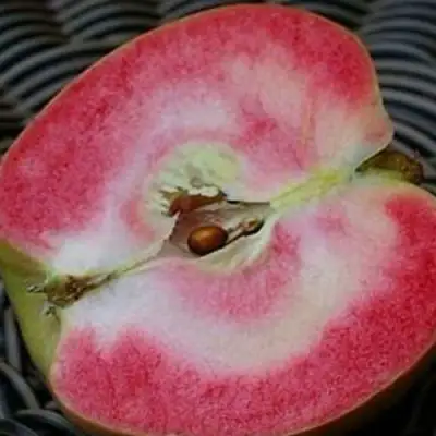 Яблоня ПИНК ПЕРЛ в Гродно