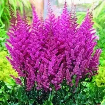 Астильба ПЕПЛ РЕЙН гибридная в Гродно