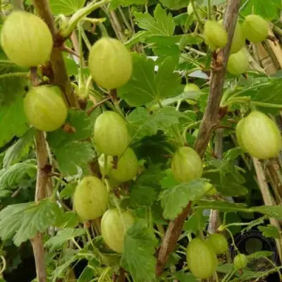 Крыжовник ИНВИКТА в Гродно