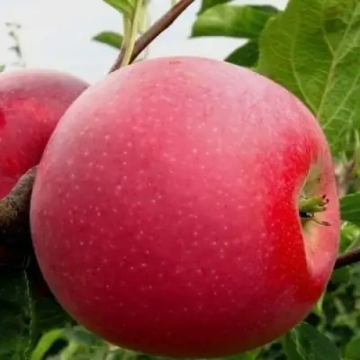 Яблоня АЙДАРЕД в Гродно