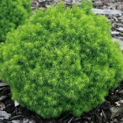 Ель АЛЬБЕРТА ГЛОБ сизая в Гродно