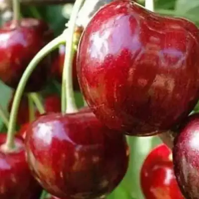 Черешня ВАСИЛИСА в Гродно