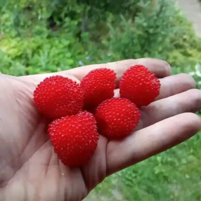 Малина ТИБЕТСКАЯ (РОЗОЛИСТНАЯ) в Гродно