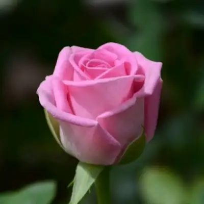 Роза АКВА чайно-гибридная в Гродно