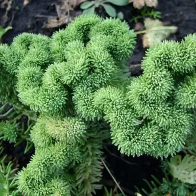 Очиток (седум) КРИСТАТУМ отогнутый в Гродно