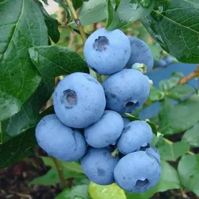 Голубика ТОРО в Гродно