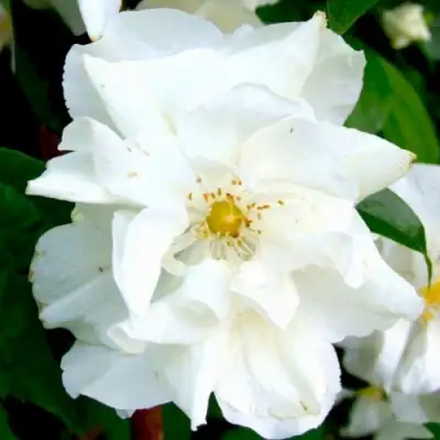 Жасмин РОЗАЦЕ в Гродно