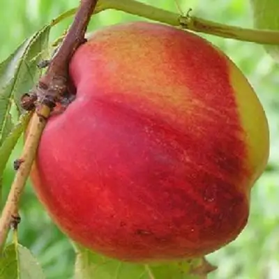 Нектарин СТАРК РЕД ГОЛД в Гродно