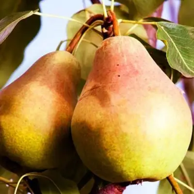 Груша СЛАДКАЯ ИЗ МЛИЕВА в Гродно