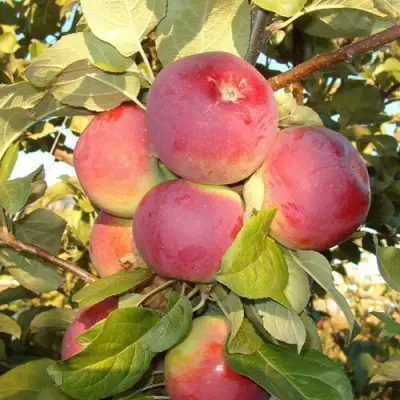 Яблоня ОРЛИК в Гродно