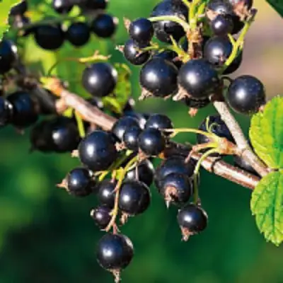 Смородина чёрная ЦЕРЕРА в Гродно