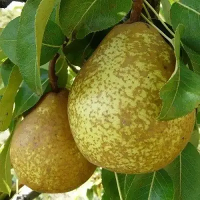 Груша ГЕНЕРАЛ ЛЕКЛЕРК в Гродно