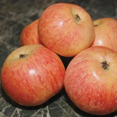 Яблоня КОНФЕТНОЕ в Гродно
