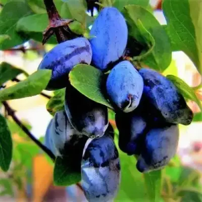 Жимолость съедобная БЛУ ТРЕЖЭ (ГОЛУБОЕ СОКРОВИЩЕ) в Гродно