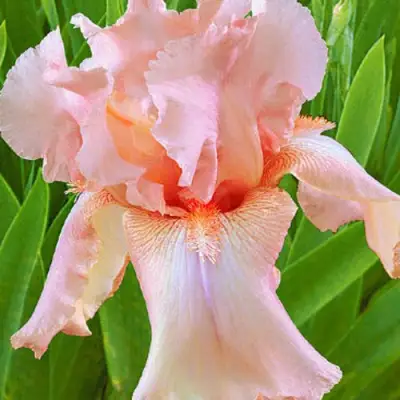 Ирис ПАТИ ДРЕСС бородатый в Гродно