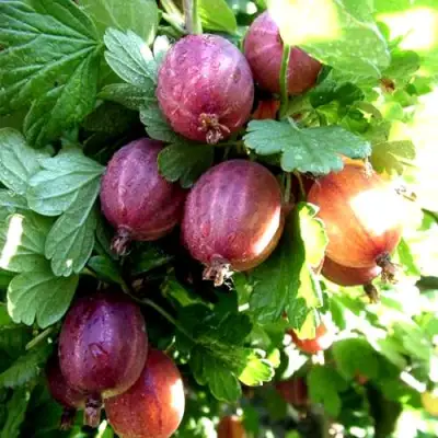 Крыжовник СЕРЕНАДА в Гродно