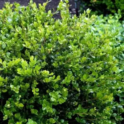 Самшит ФОЛКНЕР в Гродно