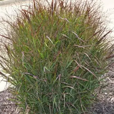 Просо ШЕНАНДО прутьевидное в Гродно