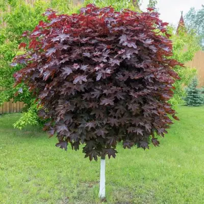 Клен красный в Гродно