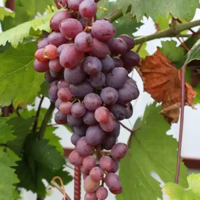 Виноград КИШМИШ ЗАПОРОЖСКИЙ в Гродно