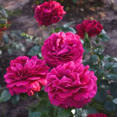 Роза БЕЛЬВЬЮ чайно-гибридная в Гродно