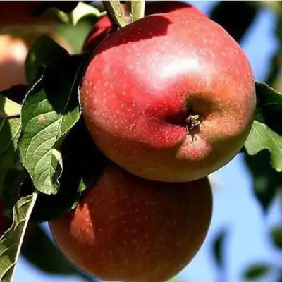 Яблоня АНТЕЙ КИЕВСКИЙ колонновидная в Гродно