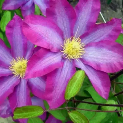 Клематис КАКИО в Гродно