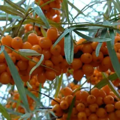 Облепиха БОТАНИЧЕСКАЯ в Гродно