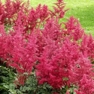 Астильба СКАЙСКРЕЙПЕР китайская в Гродно