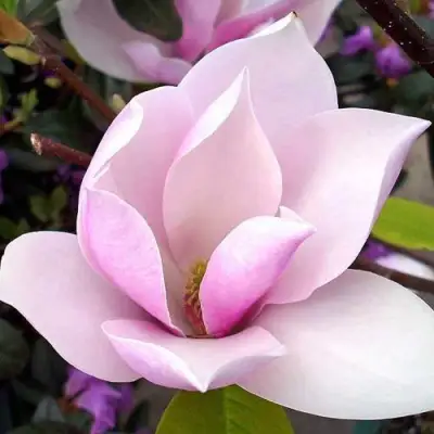 Магнолия АЛЕКСАНДРИНА  в Гродно