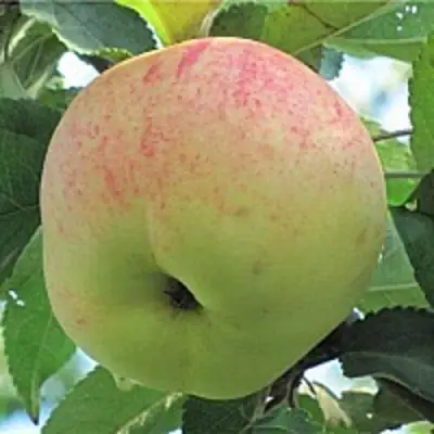 Яблоня ЛЕТНЕЕ СЛАДКОЕ в Гродно
