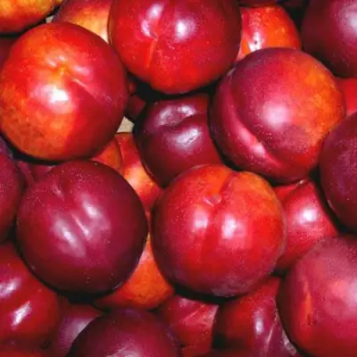 Нектарин МЕДВЕДЕВСКИЙ в Гродно