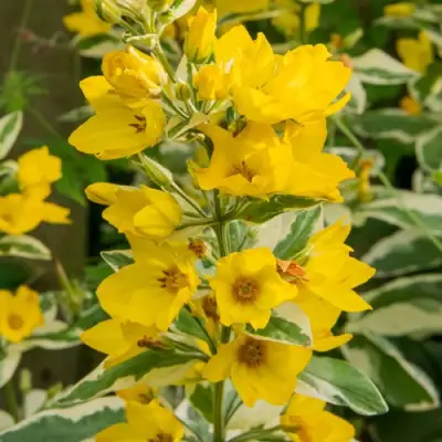 Вербейник АЛЕКСАНДР точечный в Гродно