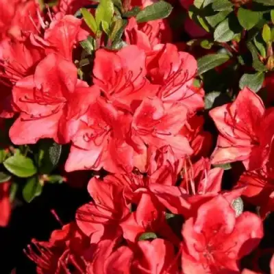 Азалия ФРИДОЛАЙН японская в Гродно