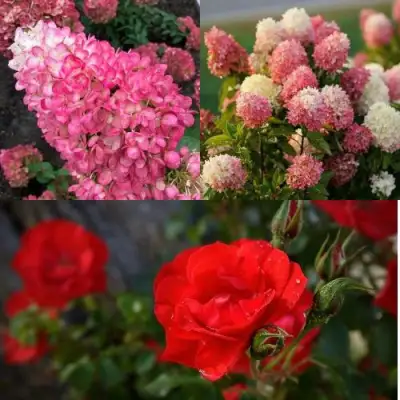 Комплект РОЗОВЫЙ ЗАКАТ в Гродно