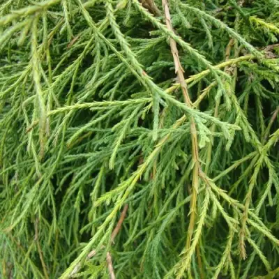 Кипарисовик ФИЛИФЕРА НАНА горохоплодный  в Гродно