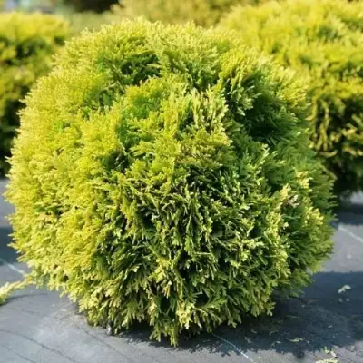 Туя ДАВИД западная в Гродно