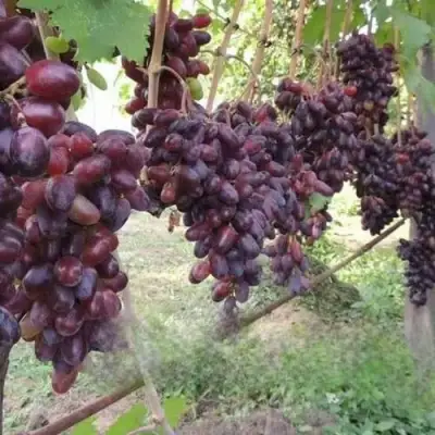 Виноград БАЙКОНУР в Гродно