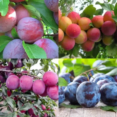 Комплект СЛИВОВЫЙ САД в Гродно