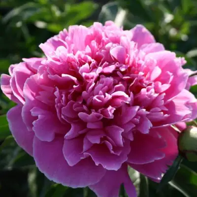 Пион ГОЛУБАЯ ХРИЗАНТЕМА травянистый в Гродно