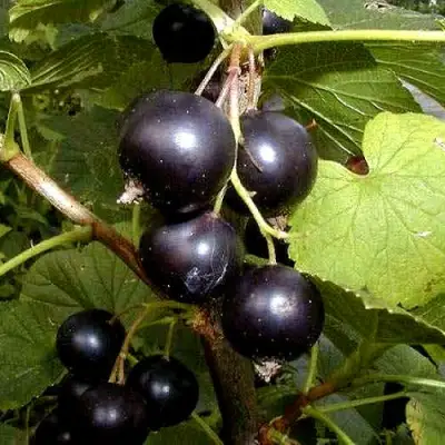 Смородина чёрная БИНАР в Гродно