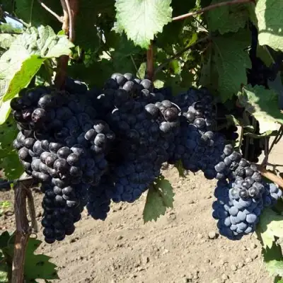 Виноград ДЕНИСОВСКИЙ в Гродно
